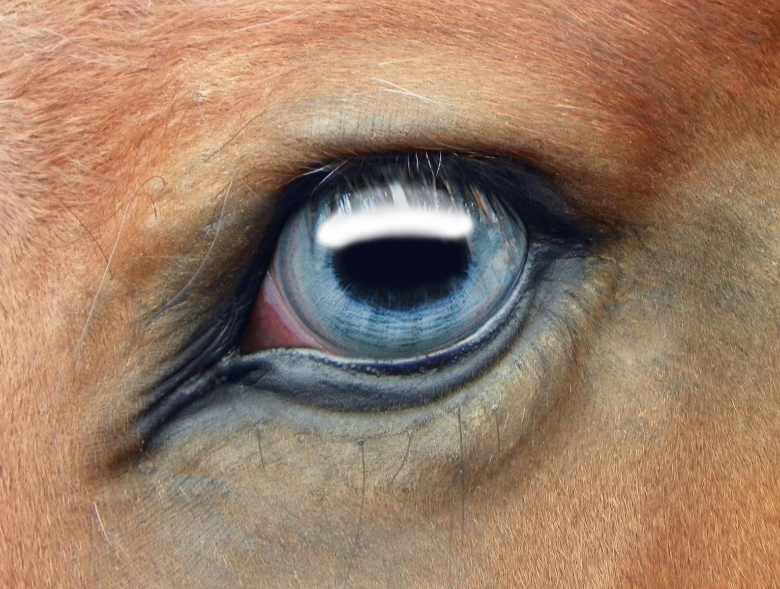 Зрение лошадей. Особенности.