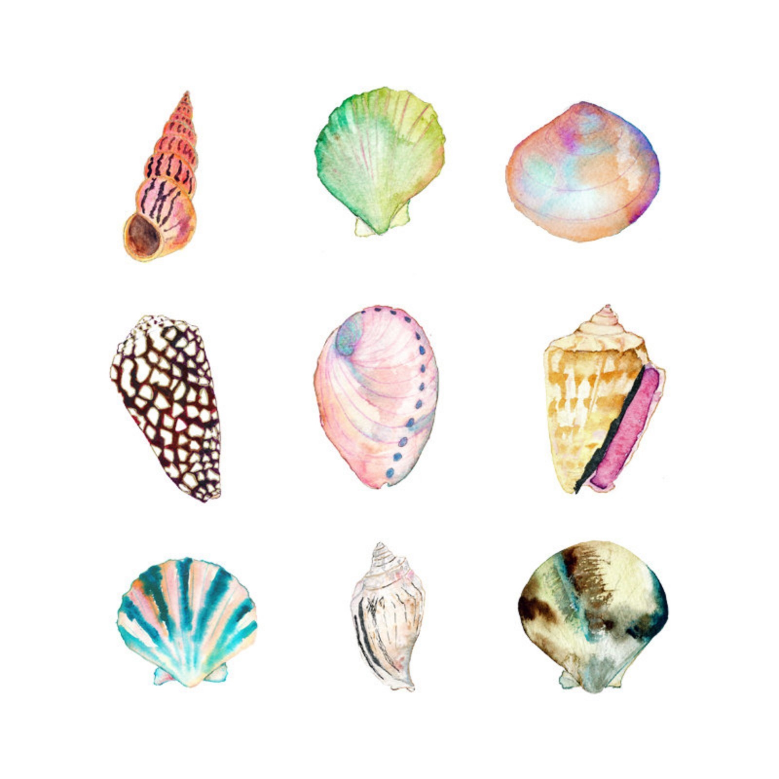 Shells io. Цветные ракушки. Ракушка акварелью. Морские раковины цветные. На рисование морской раковины.
