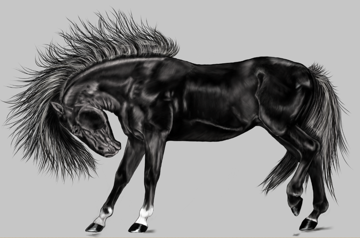 Фразеологизм темная лошадка. Лошадь черный. Лошадь рисунок. Темная лошадка. Картинки лошадей.