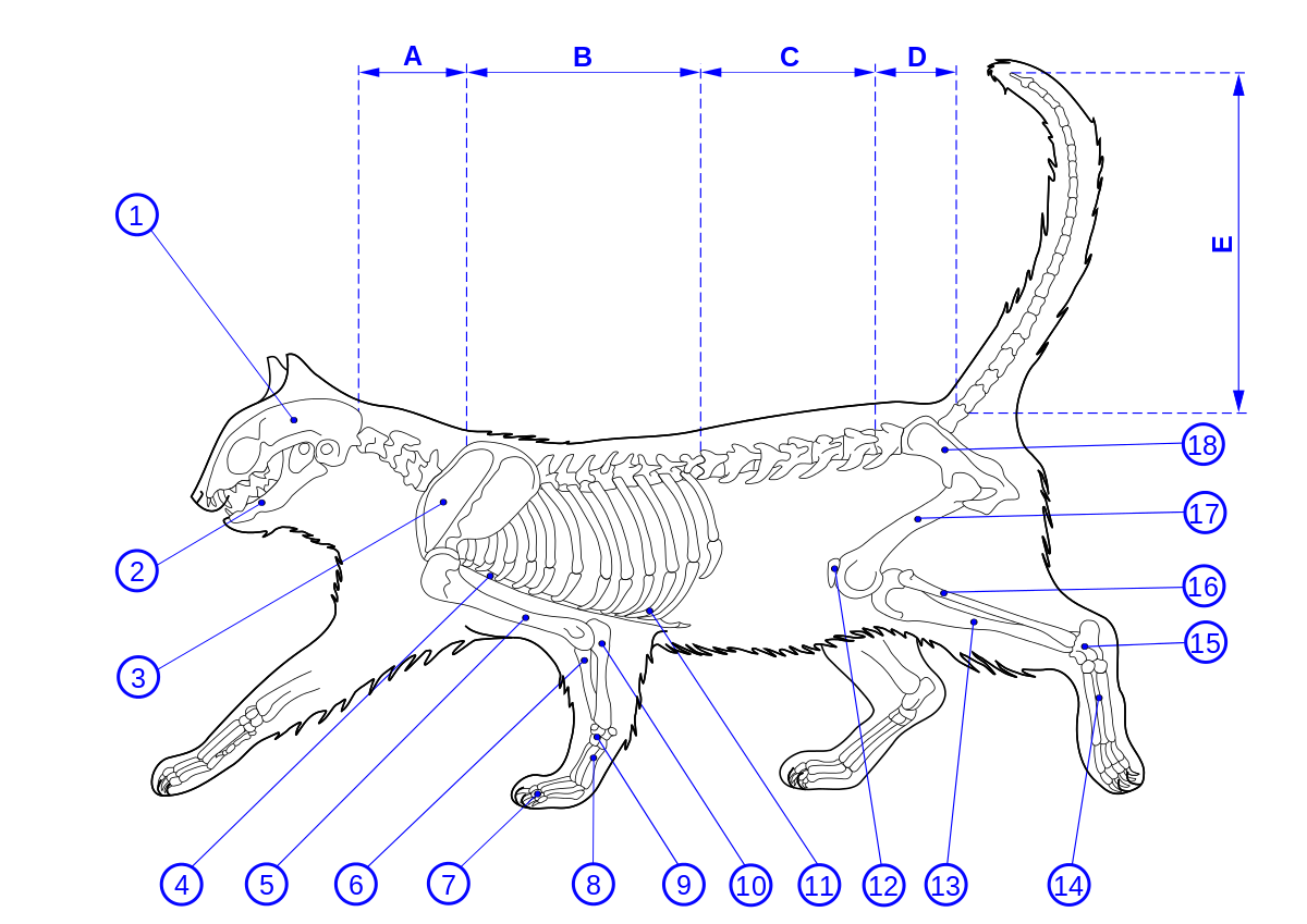 Внешнее строение кошки кратко. Строение скелета Мейн куна. Строение Мейн куна внутреннее. Анатомия котов скелет. Строение сфинкса кота скелет.