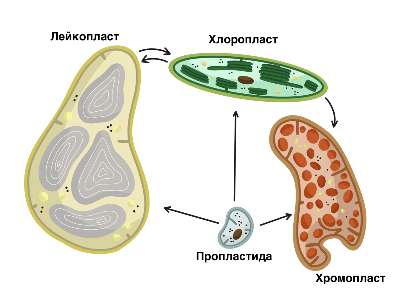 двумембранные органоиды раст клетки фото 10