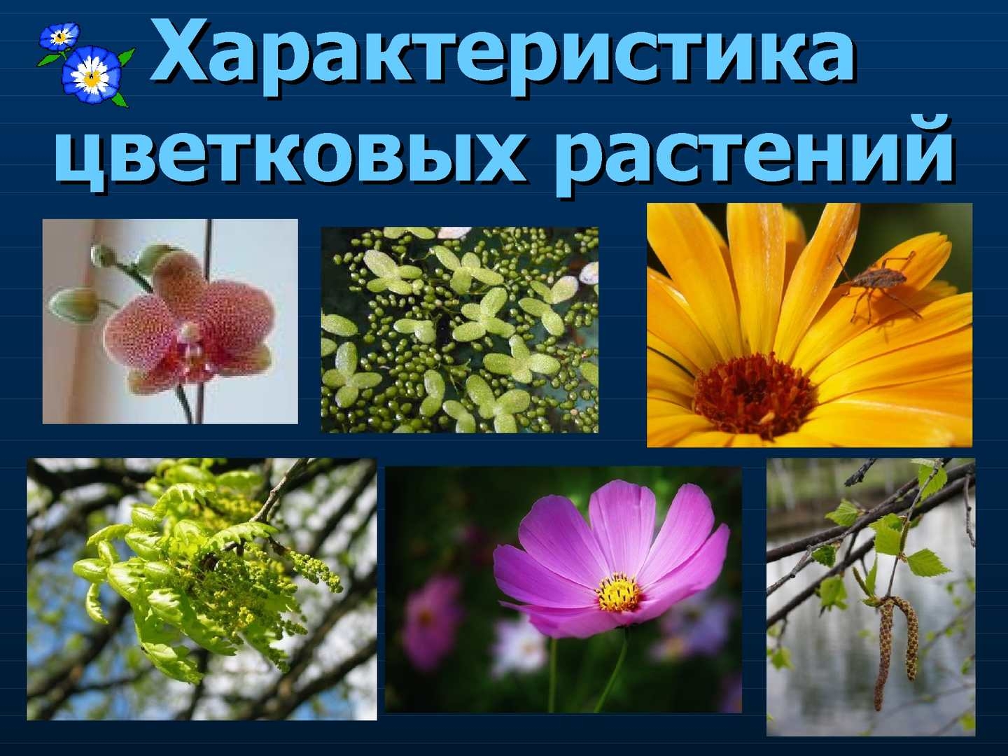 Двудольные цветковые растения. Двудольные Покрытосеменные растения. Биология семейство покрытосеменных растений. Многообразие цветковых растений.