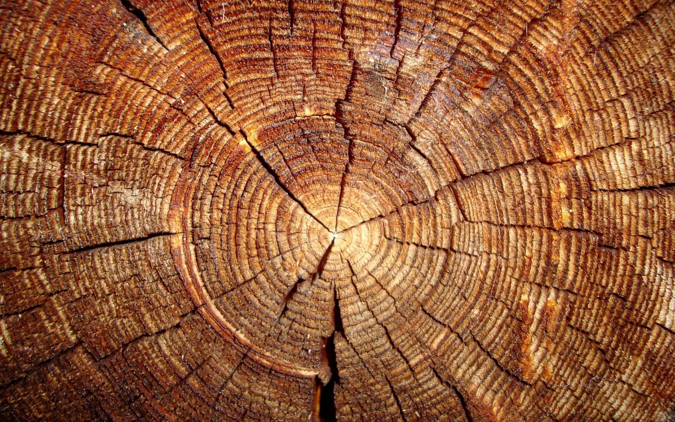 Спил дерева текстура - 30 фото