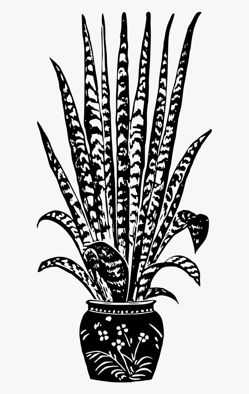 Сансевьера щучий хвост раскраска. Комнатные растения раскраска. Декоративная Графика растения в горшке. Комнатные растения графика