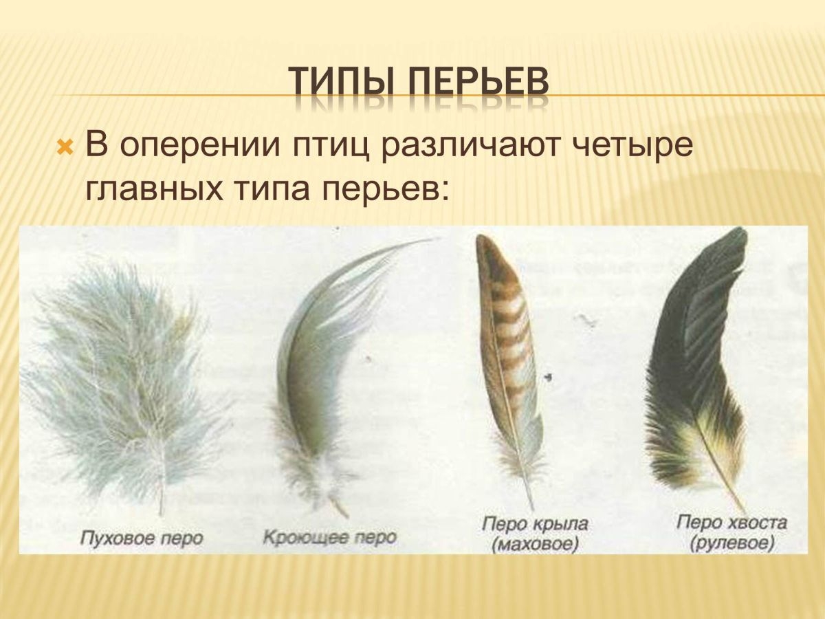 Как называется оперения птицы. Виды перьев. Виды перьев у птиц. Перья различных типов. Птичьи перья разновидности.
