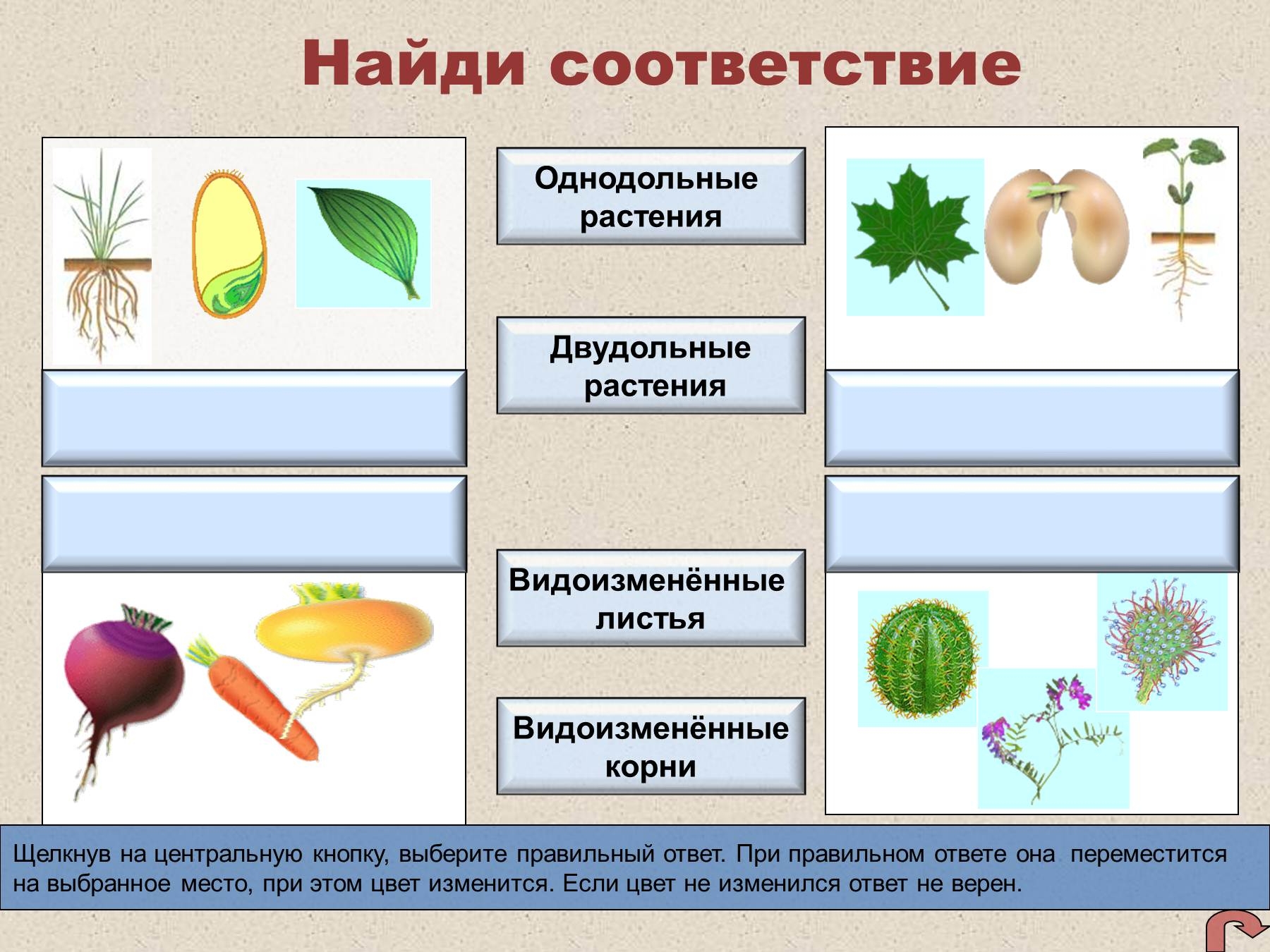 Три примера однодольные и двудольные. Цветки однодольных и двудольных растений. Однодольные и двудольные растения примеры. Листья однодольных и двудольных растений. Однодольные и двудольные растения таблица.