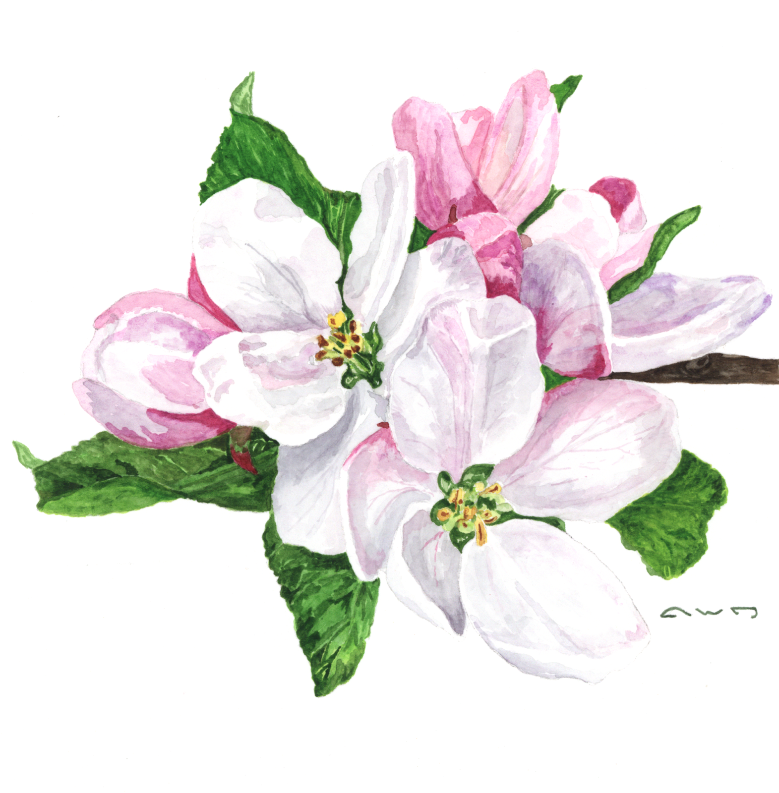 Цветы яблони рисунок - 71 фото