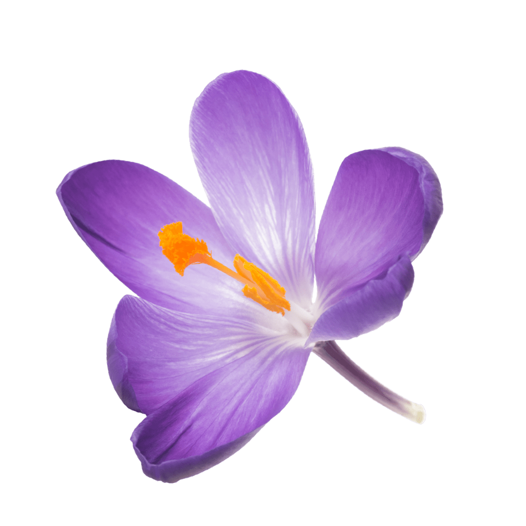 Крокус безвременник Шафран. Крокус Шафран цветок. Безвременник анкарский. Крокусы Шафран белые. Крокус рисунок для детей
