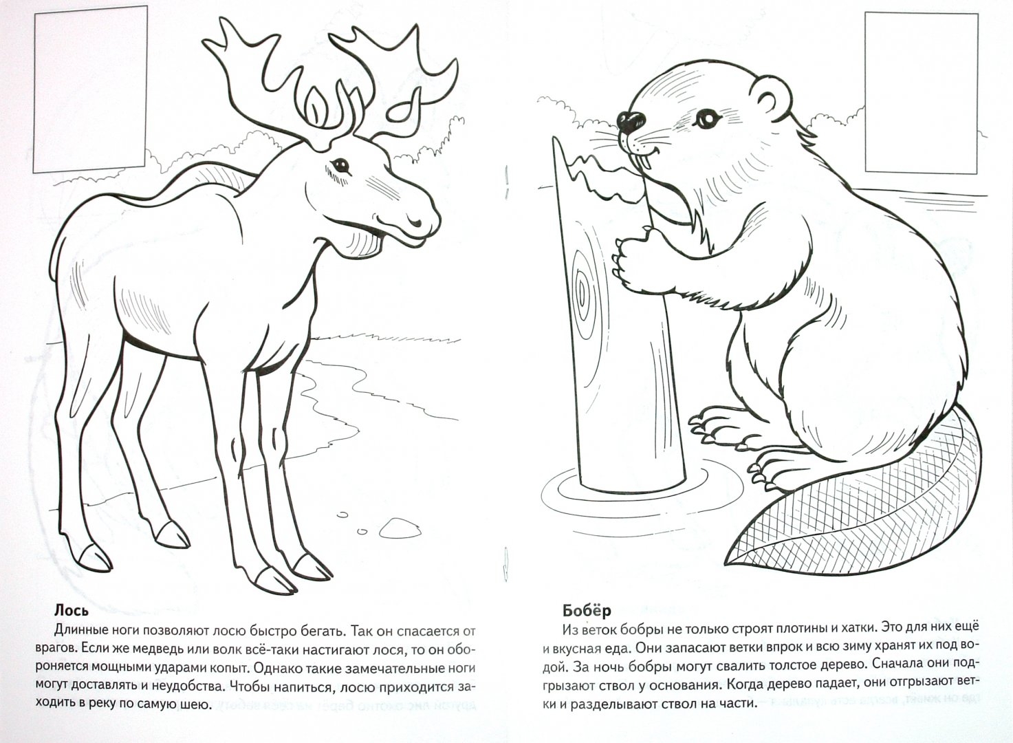 Рисунки редких животных из красной книги (46 фото)