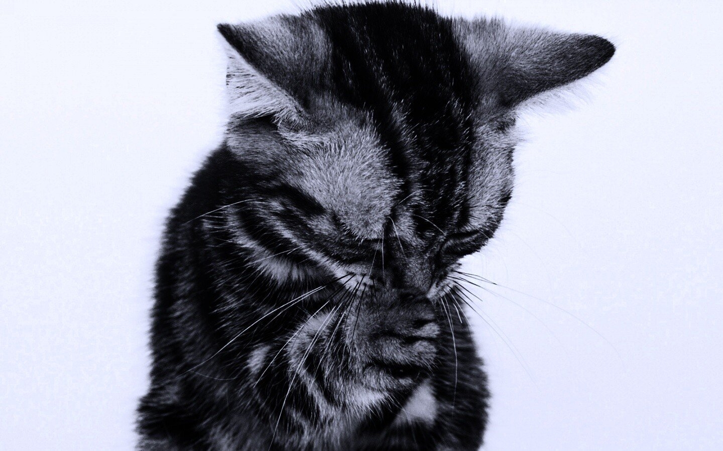 Грустный котенок плачет: подборка картинок