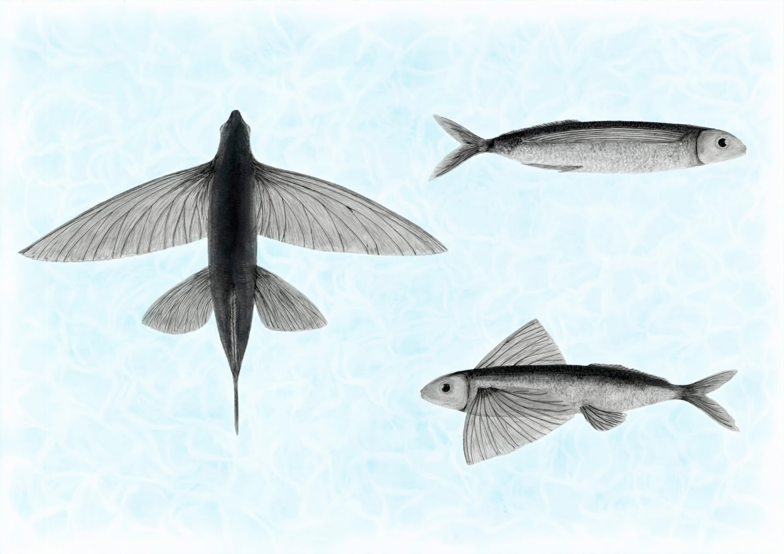 Крылья летучей рыбы. Parexocoetus brachypterus. Четырехкрылая летучая рыба. Пятнистый Стрижехвост рыба. Летающая рыба.