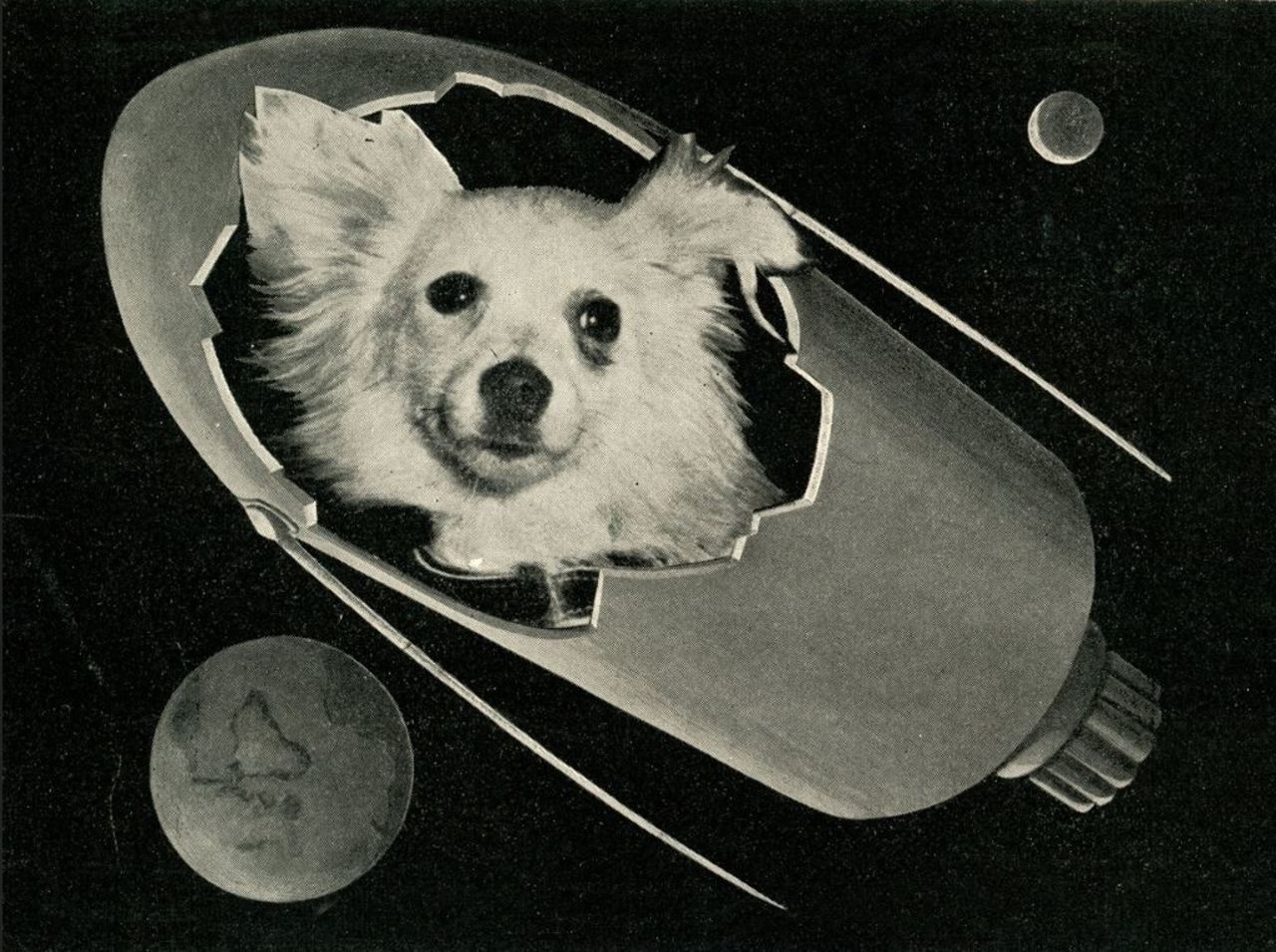 В каком году собаки полетели в космос