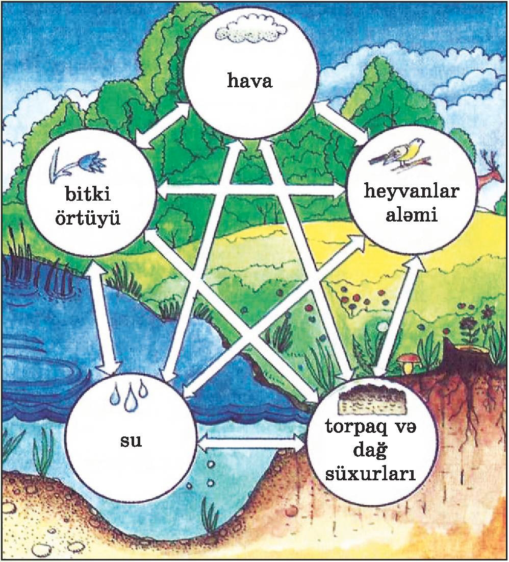 Примеры взаимосвязей между компонентами природы в тайге