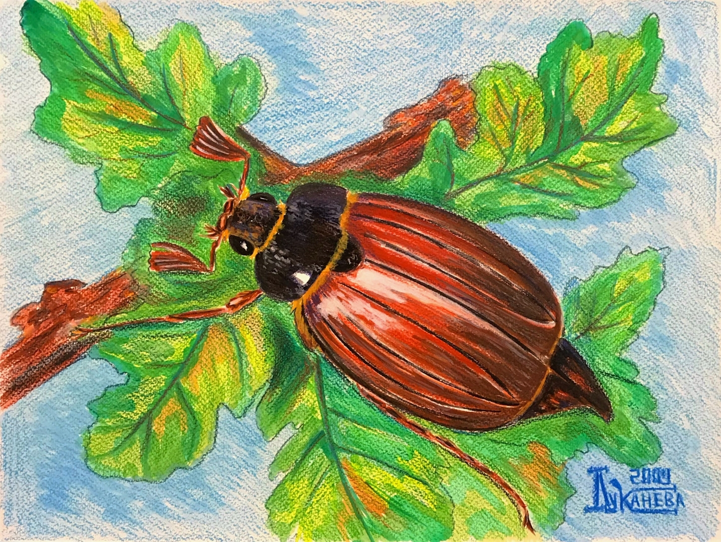Картинки раскраски майский жук (52 фото)