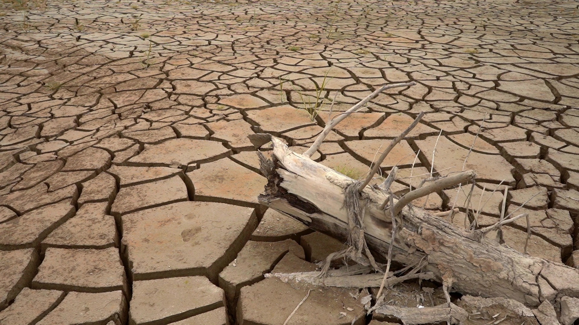 Тема засуха. Сахель опустынивание. Пустыня засуха. Деревья засуха.