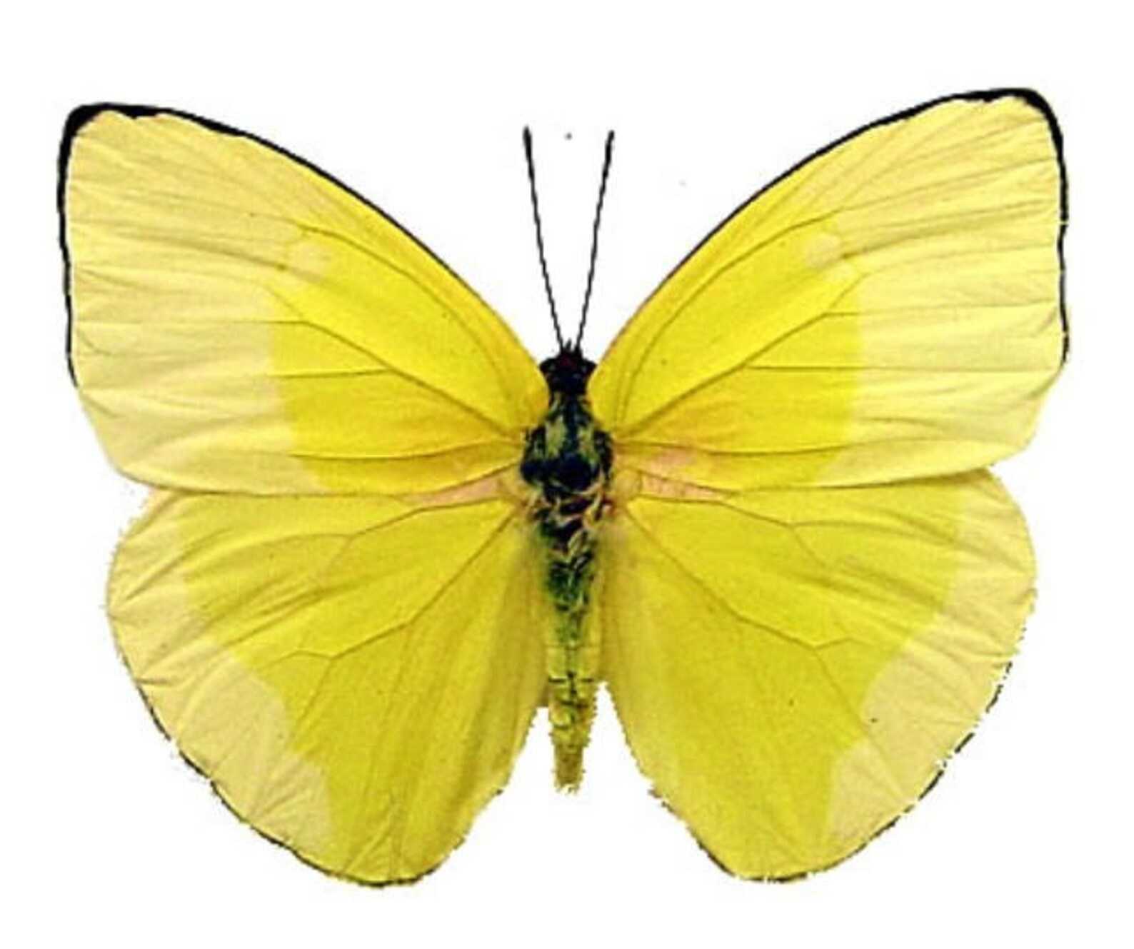 Бабочка лимонница рисунок. Лимонница крушинница. Жёлтая бабочка лимонница. Лимонница обыкновенная бабочка. Бабочка лимонница самец.