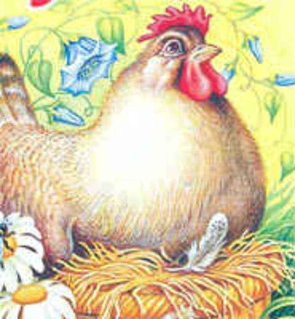 Читать здравствуй курица. Наседка Ряба. Курица с цыплятами для детей. Курица картинка для детей. Курочка Ряба.