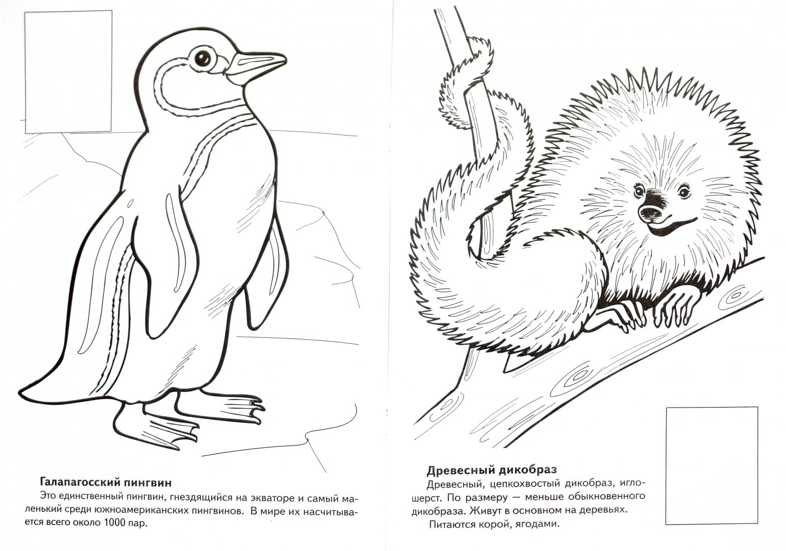 Рисунки животных и птиц из красной книги (48 фото) » рисунки для срисовки на tdksovremennik.ru