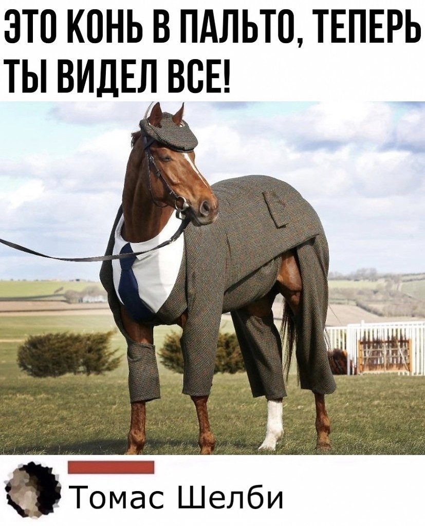 Мемы про лошадей