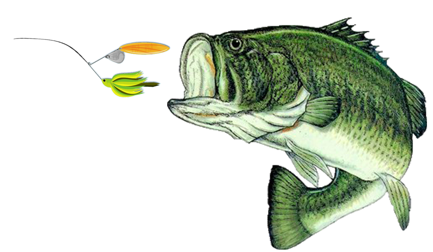 Фон щука. Largemouth Bass рыба. Окунь-ауха. Щука на белом фоне. Щука на прозрачном фоне.