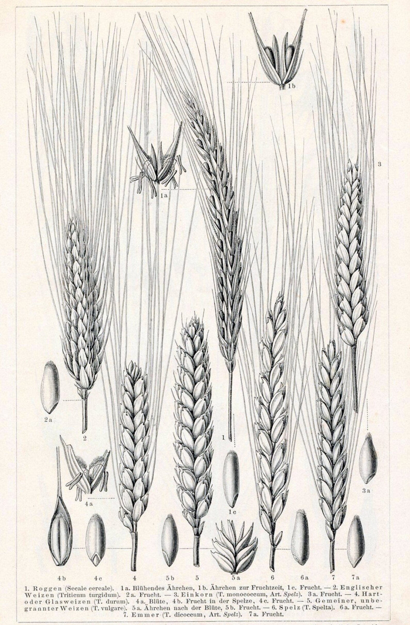Плоды хлебных злаков под названием. Ботаническая иллюстрация злака. Пшеница твердая Ботанический рисунок. Ботаника пшеница спельта. Пшеница Ботаническая иллюстрация.