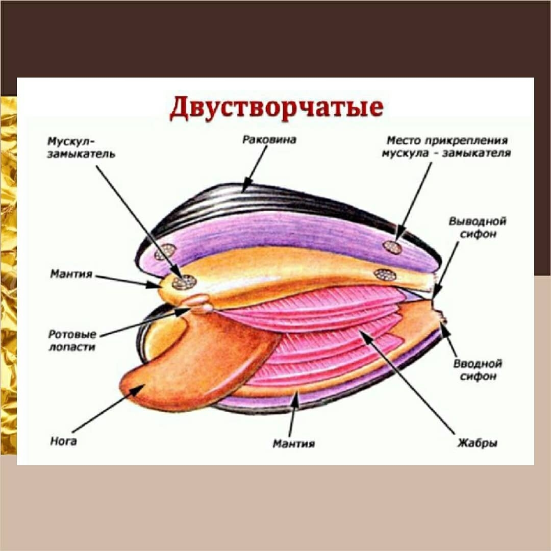 Вторичная полость тела моллюска