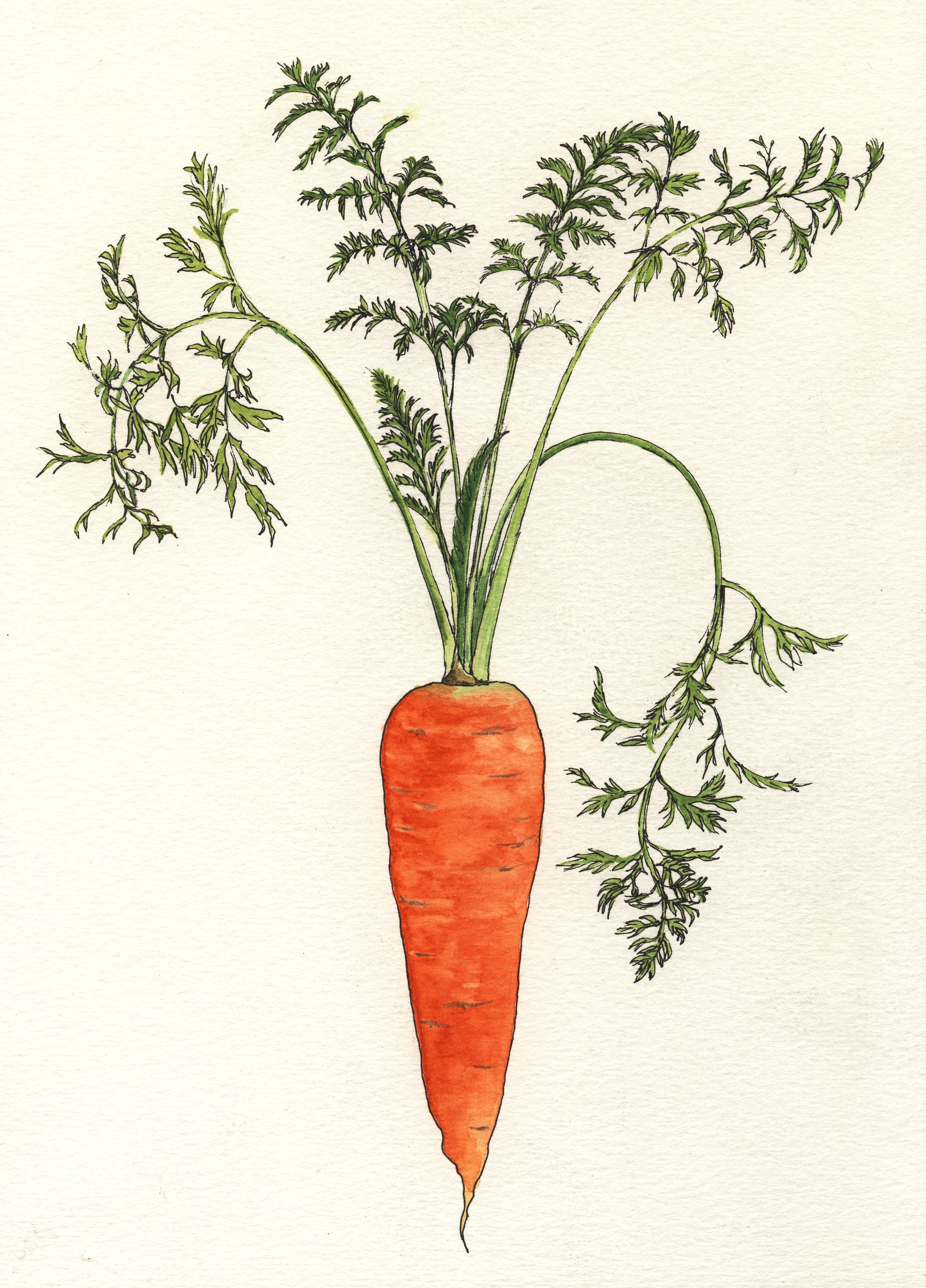 Культурные растения нарисовать. Морковь с ботвой. Морковь посевная Dáucus satívus (Hoffm.) Roehl.. Корнеплод моркови. Морковь посевная двулетнее овощное растение.