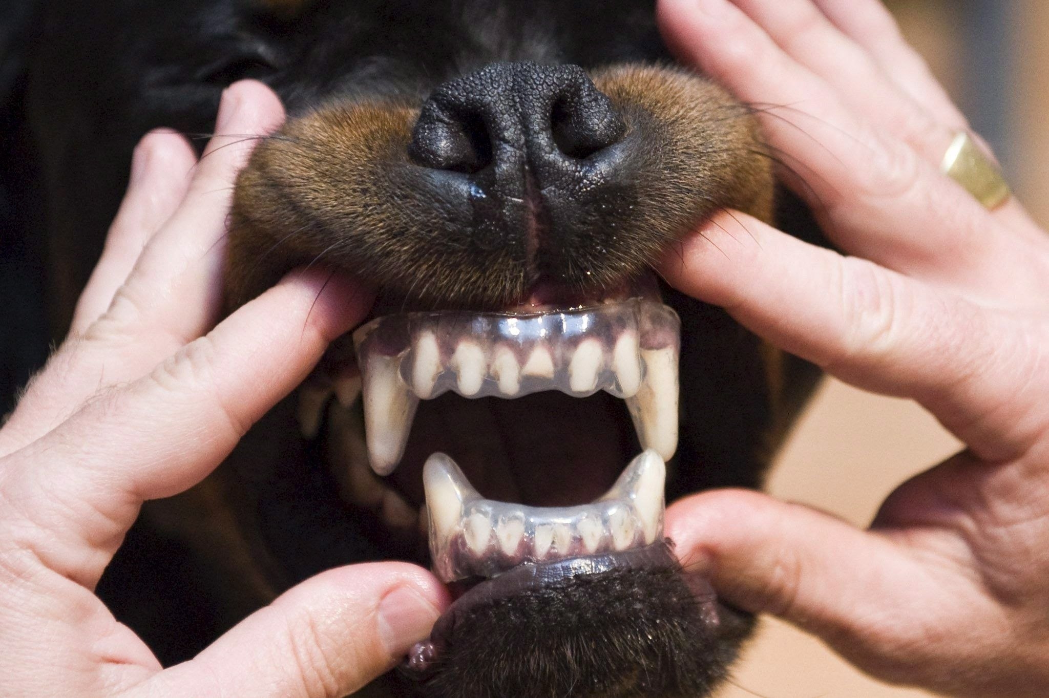 Смена зубов у собак мелких пород таких как померанский шпиц и йоркширский терьер