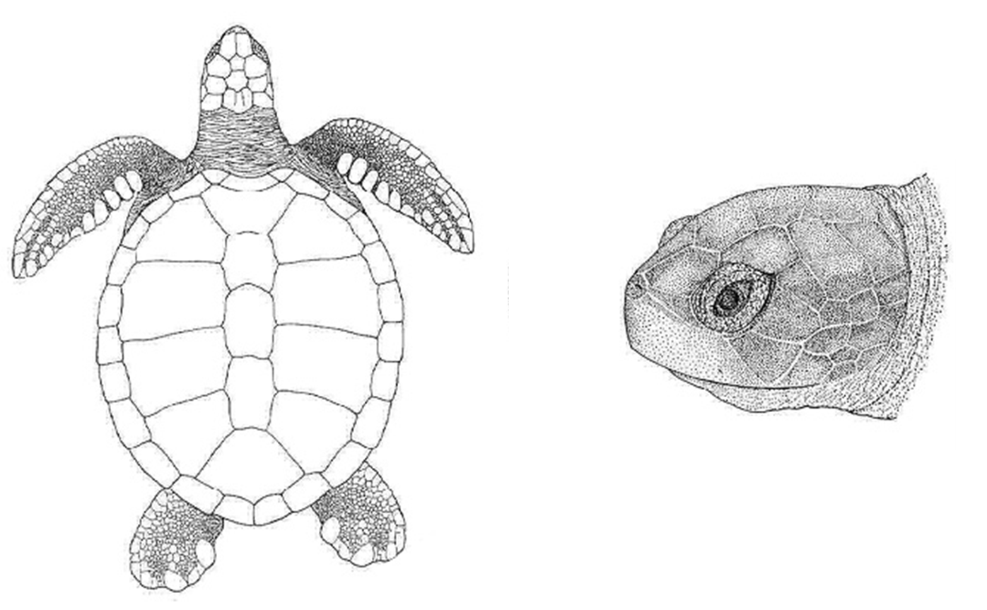 Симметрия черепахи. Панцирь черепахи DBL C,JRE. Черепаха вид сверху. Черепаха вид сверху рисунок. Черепаха спереди.