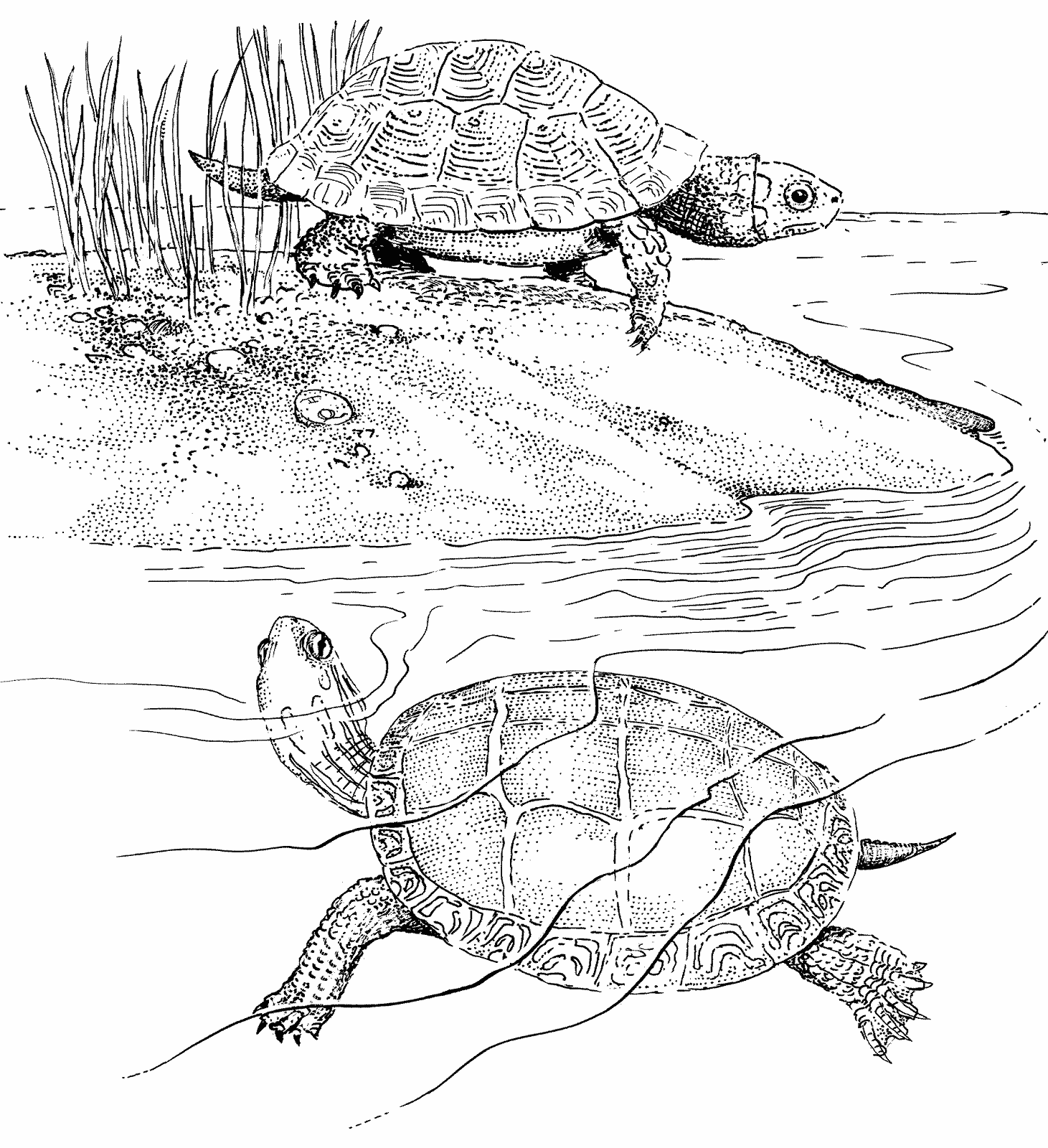 раскраска черепаха болотная