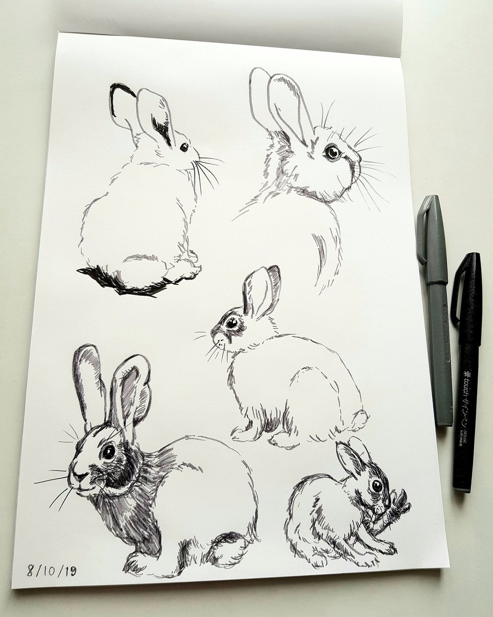 На рисунке изображены горностаевые кролики. Кролик скетч. Кролик эскиз. Кролик набросок. Кролик скетчинг.