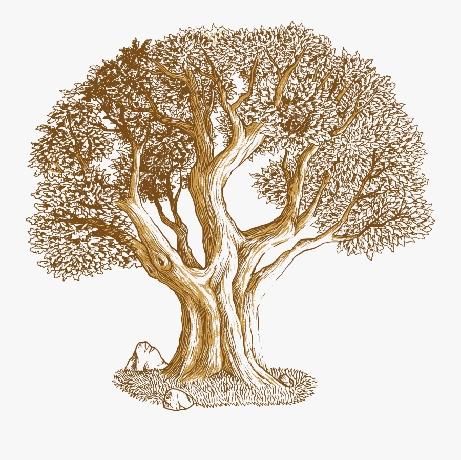 Дерево жизни дуб. Ствол дерева для генеалогического дерева. Дуб рисунок. Красивое дерево для родословной. Дерево рисунок.