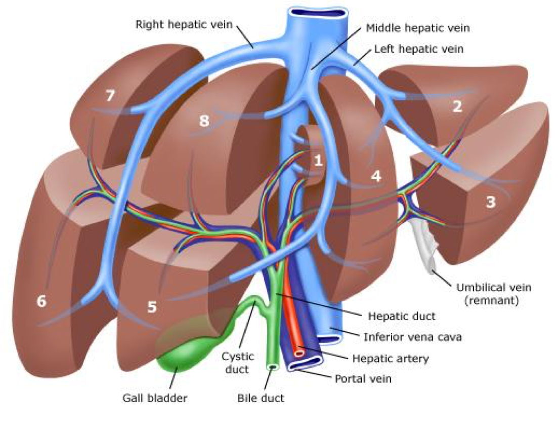 2 сосуда печени. Воротная Вена печени анатомия. Анатомия печени человека сегменты. Портальная система печени анатомия. Кровеносная система печени анатомия.