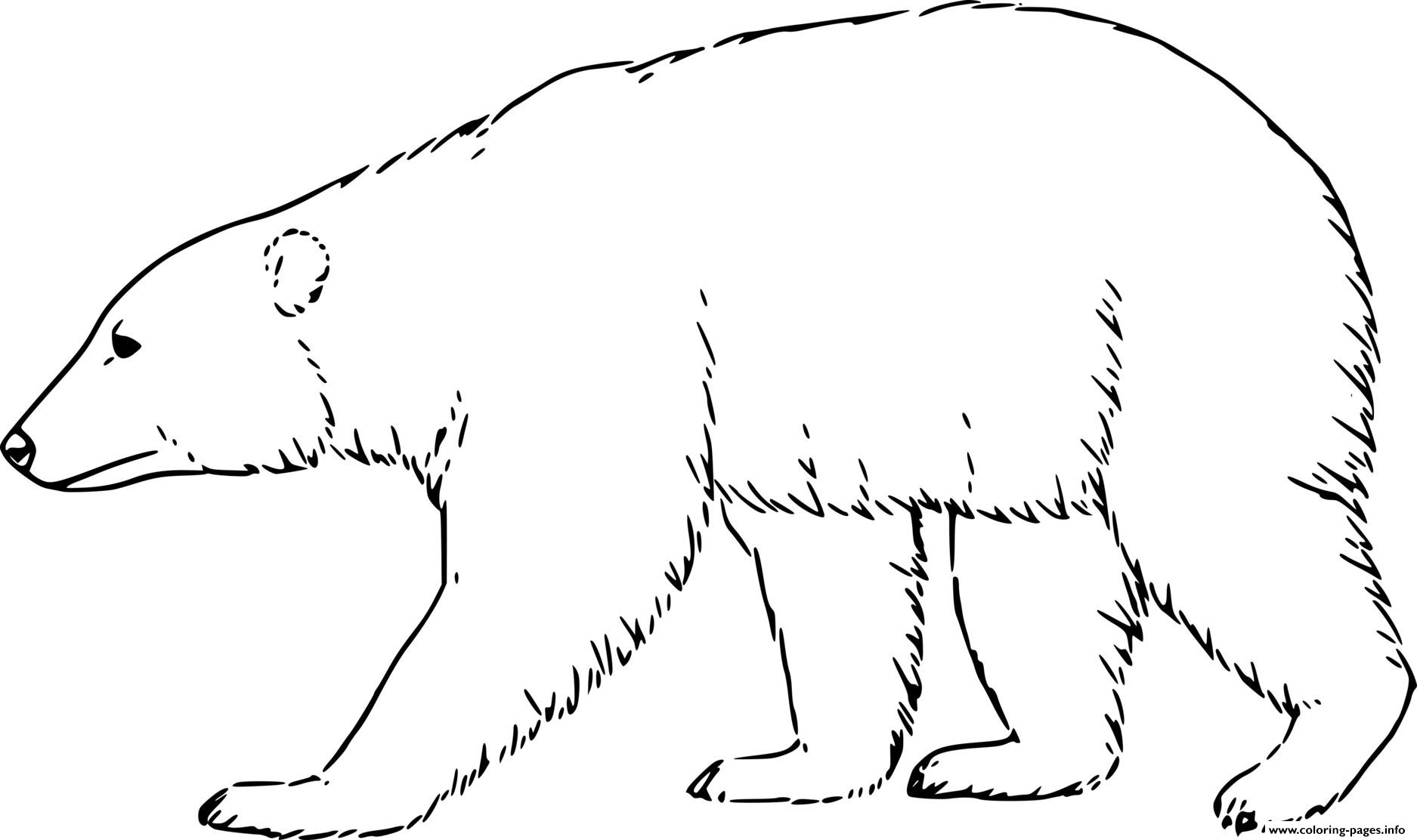 Раскраски Белый медведь