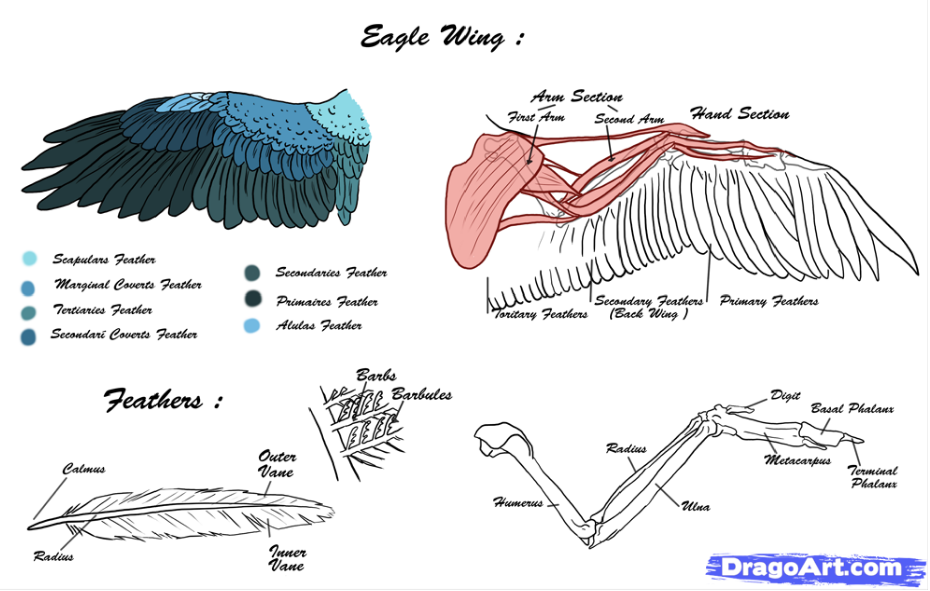 Расположение перьев у птиц. Строение крыла орла. Строение крыла птицы скелет. Строение крыла птицы схема. Строение крыла у ястреба.