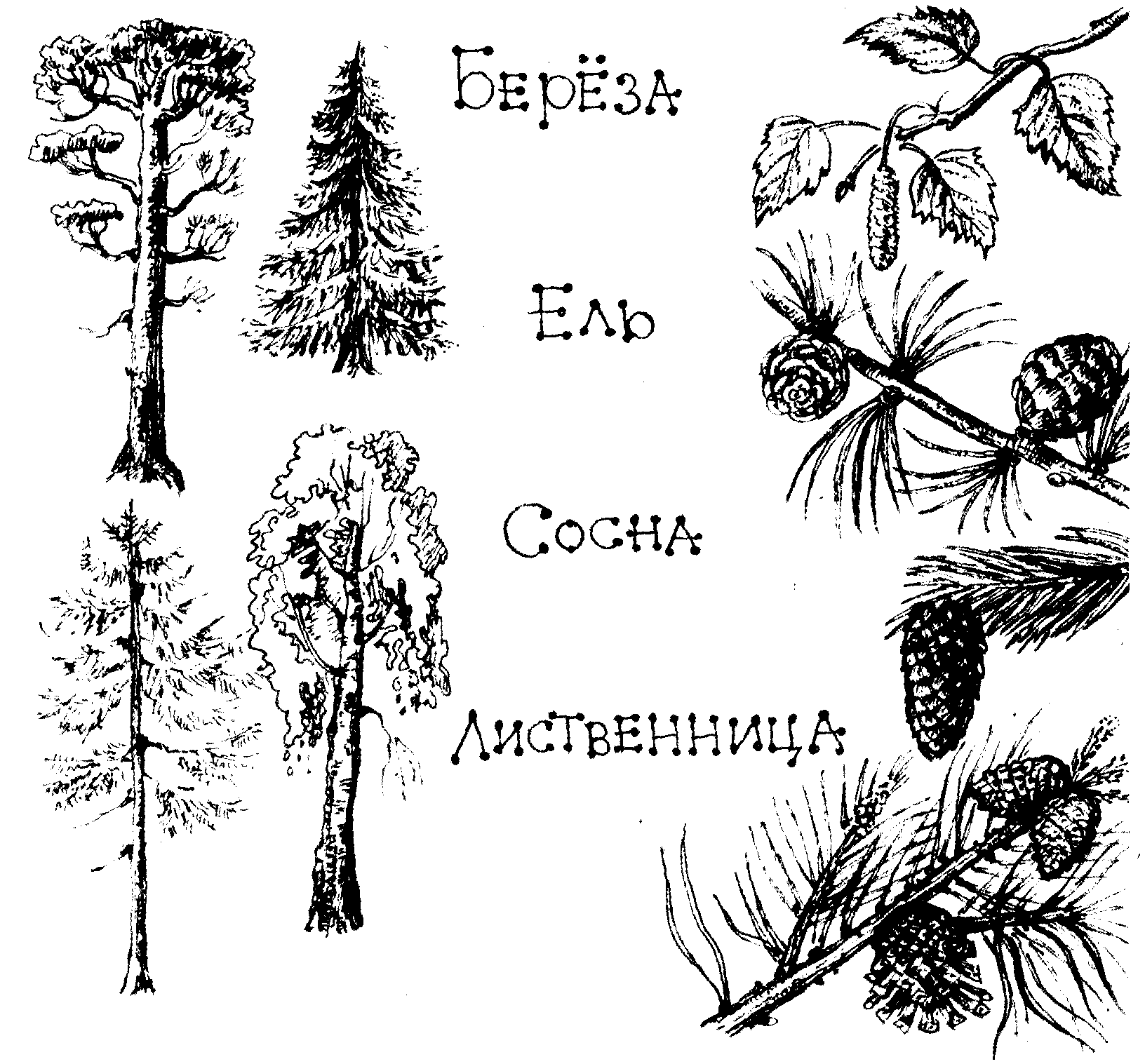 лист хвойного растения рисунок 2 класс | Дзен