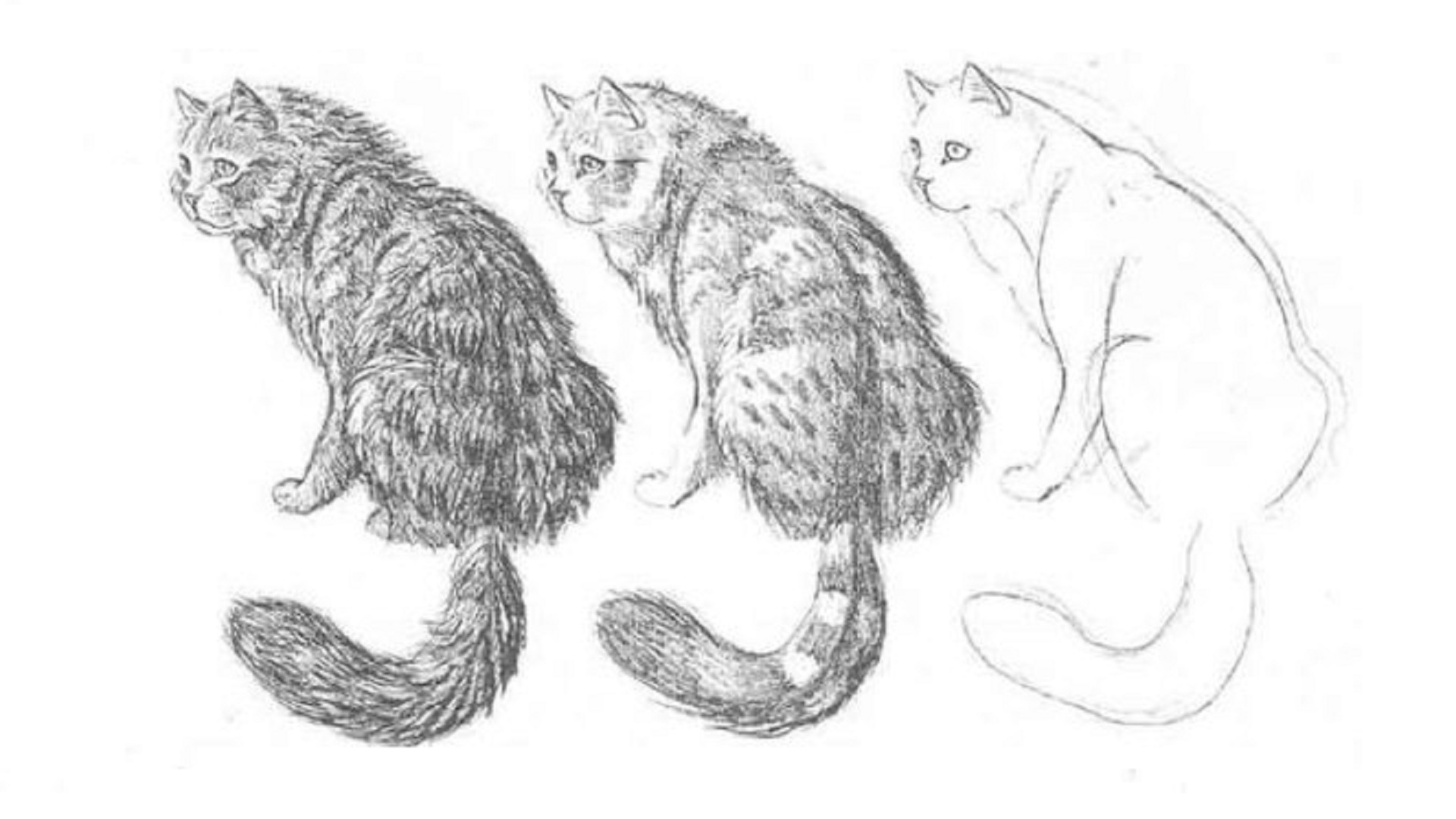 Шерсть карандашом. Шерсть кота карандашом. Шерсть животных рисунок. Зарисовки шерсти животных. Рисование шерсти животных.