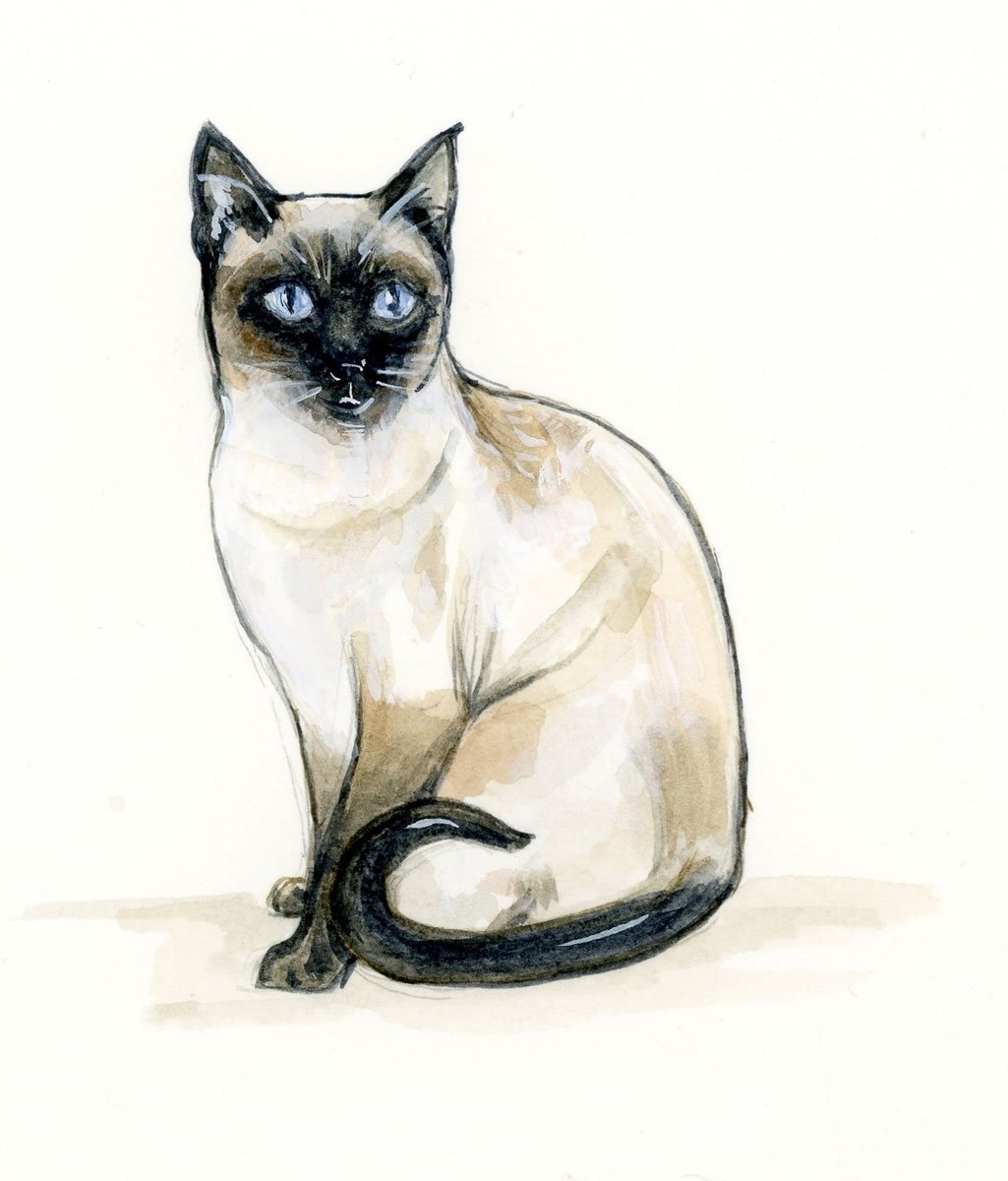 Сиамская кошка для срисовки