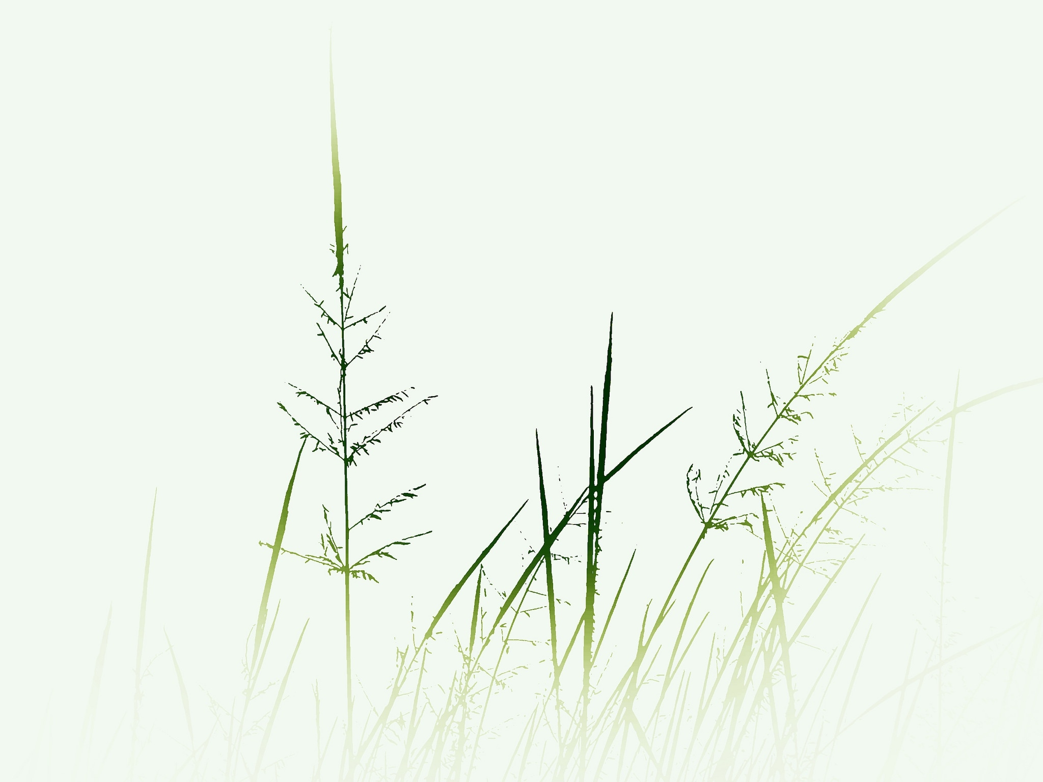 Рисунок травянистое растение - 75 фото