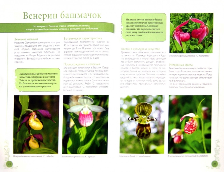 Венерин башмачок рисунок для детей 3 класса