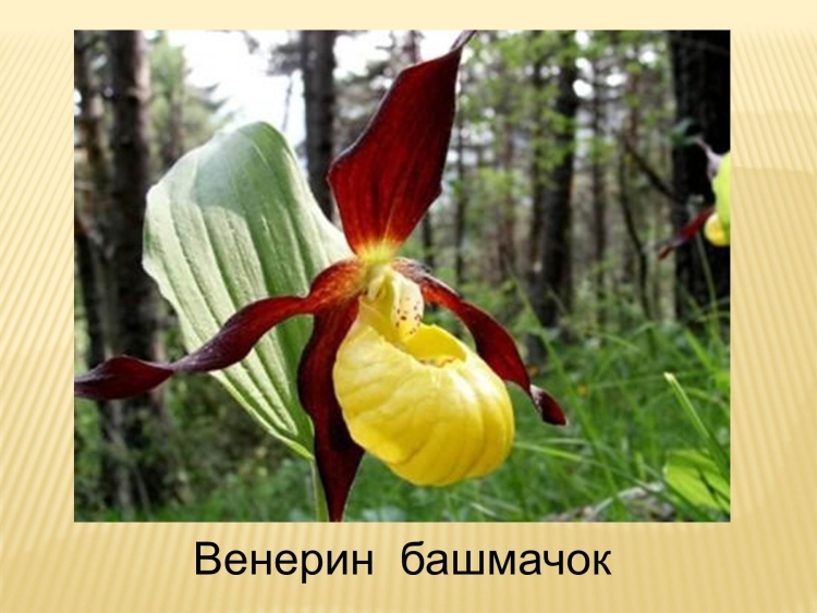 Башмачок настоящий рисунок