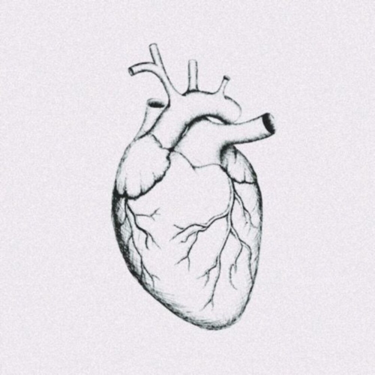 Сердце человека раскраска