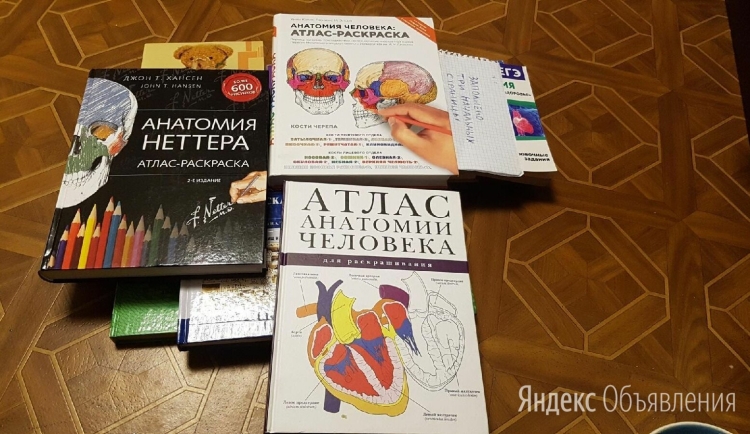 Анатомия Неттера атлас-раскраска