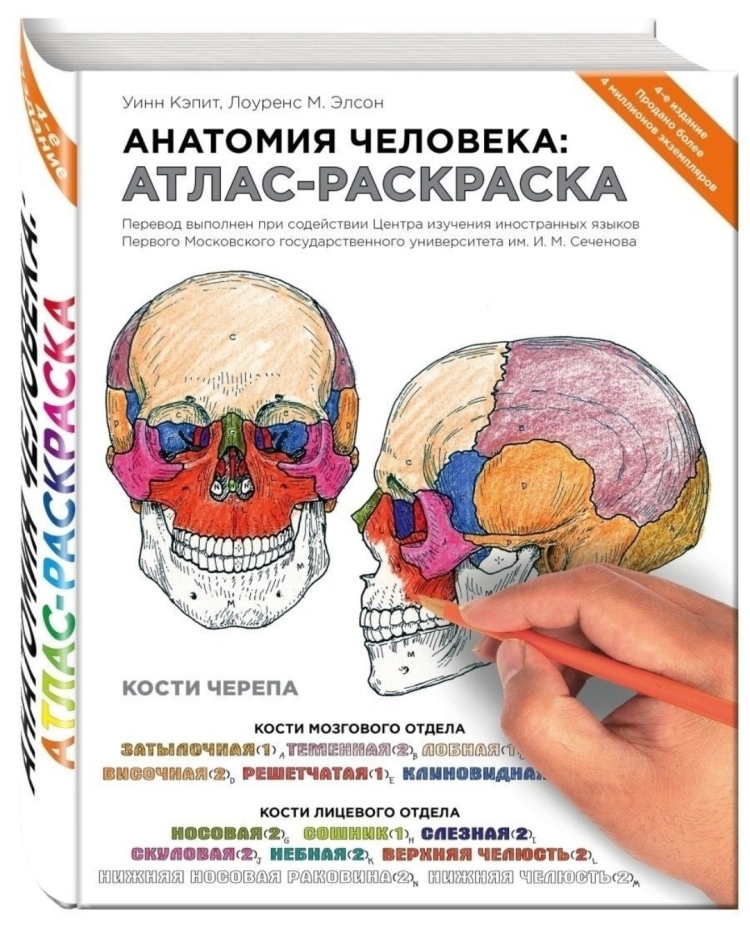 Атлас анатомия Автор Фрэнк Неттер