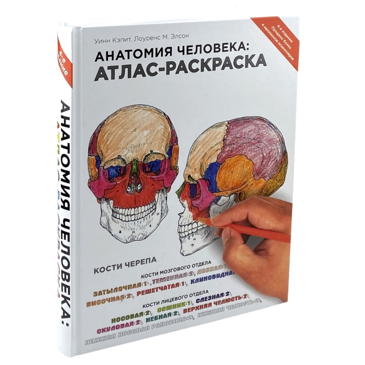 Неттер атлас анатомии раскраска
