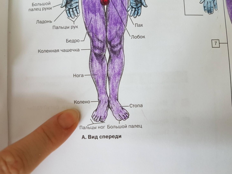 Неттер атлас анатомии раскраска
