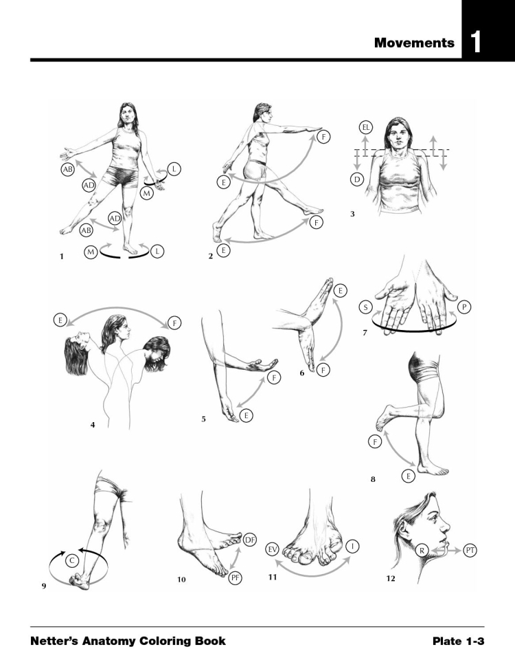Netter's Anatomy Coloring book