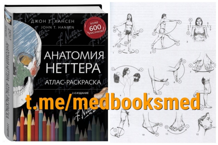 Джон Хансен анатомия Неттера