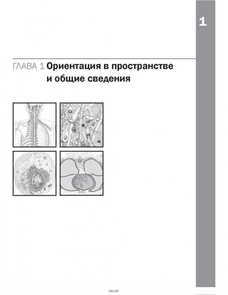 Джон Хансен анатомия Неттера