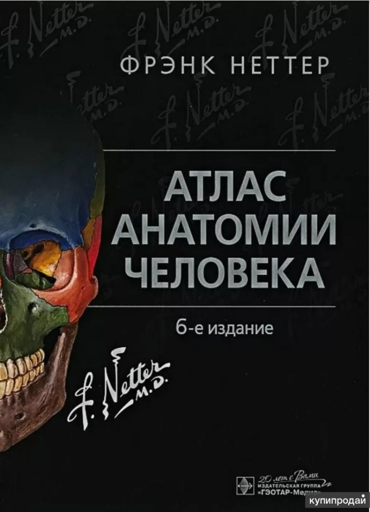 Атлас анатомии человека для раскрашивания